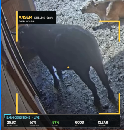 farm of ansem analysis frame 2